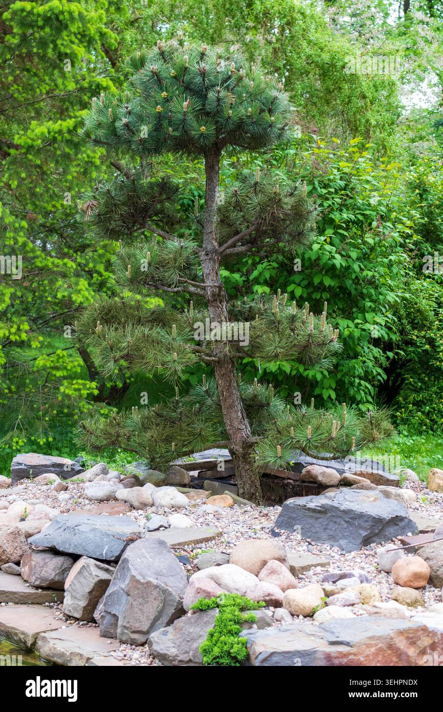 Bonsai rocks hi-res stock photography and images - Alamy