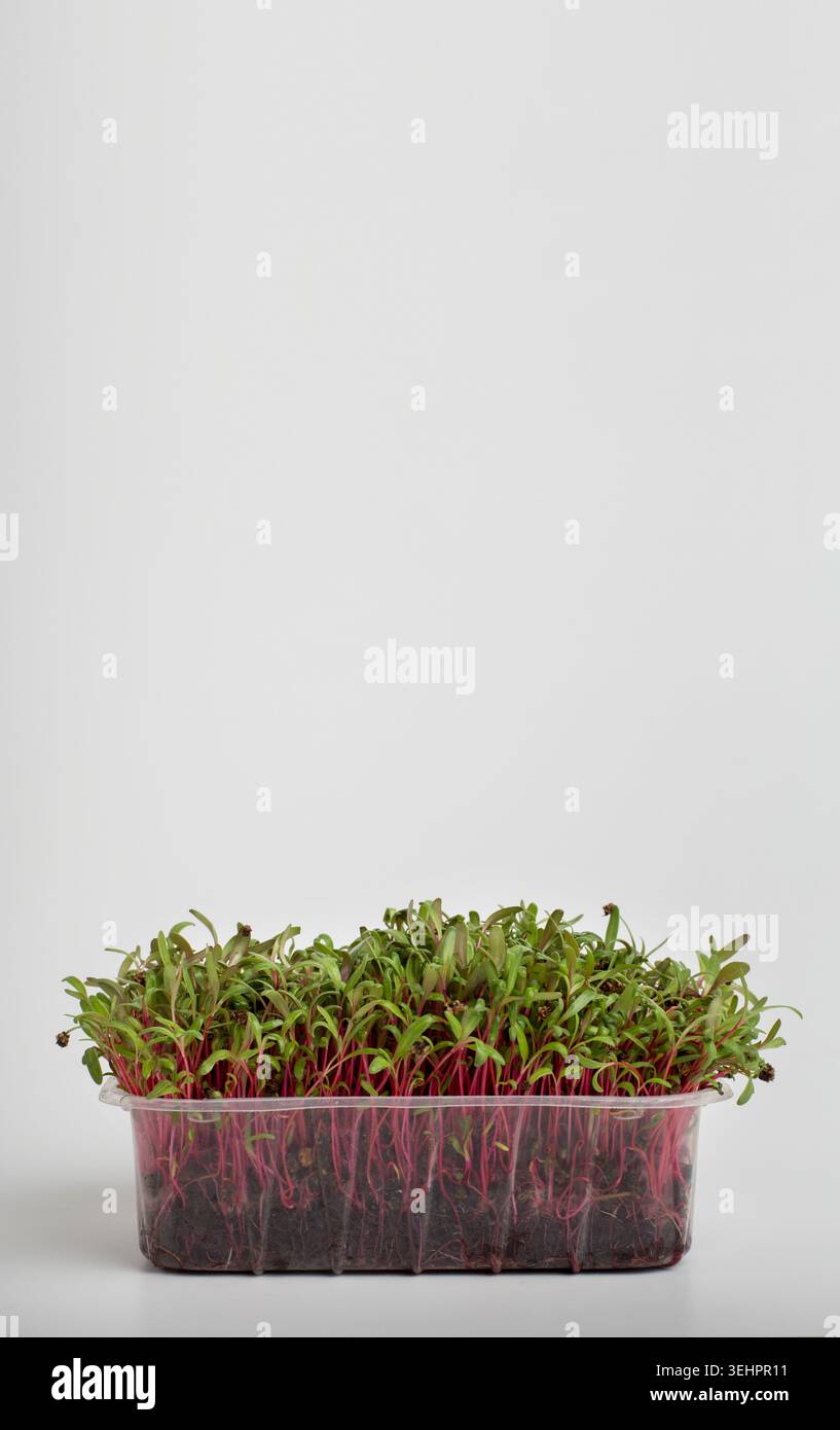 Red sprouts in wet soil inside plastic box on white Stock Photo