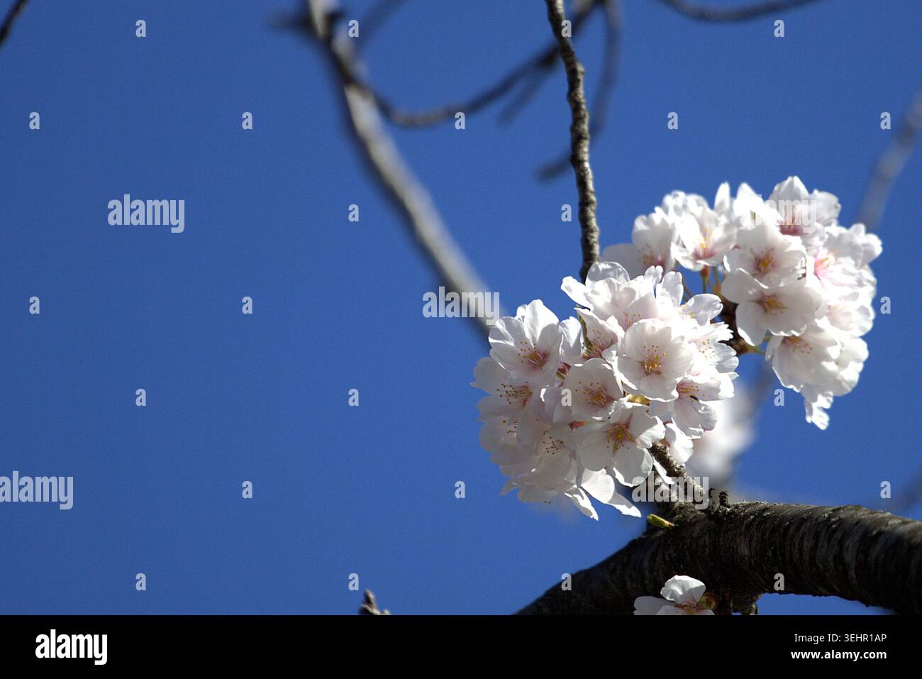 Dense cluster of white blossoms hi-res stock photography and images - Alamy