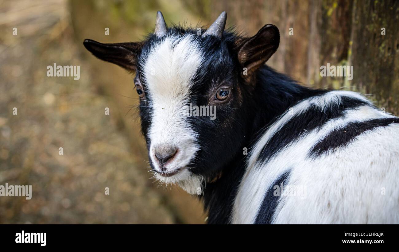 Young black and white goat looking curiously Stock Photo