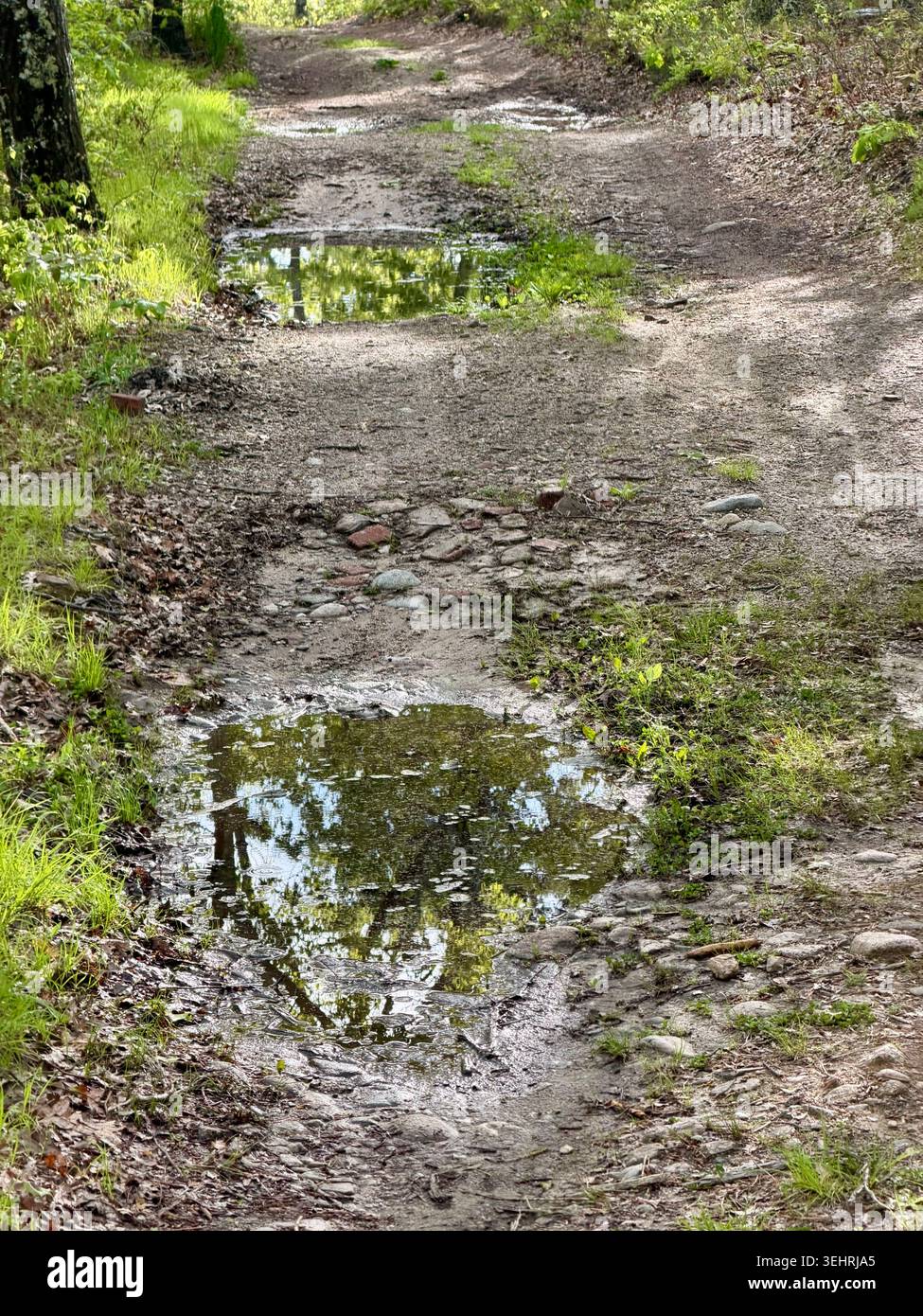 Potholes filled with water on a woods road in Brewster, Cape Cod, Massachusetts - Smartphone Captured Stock Image