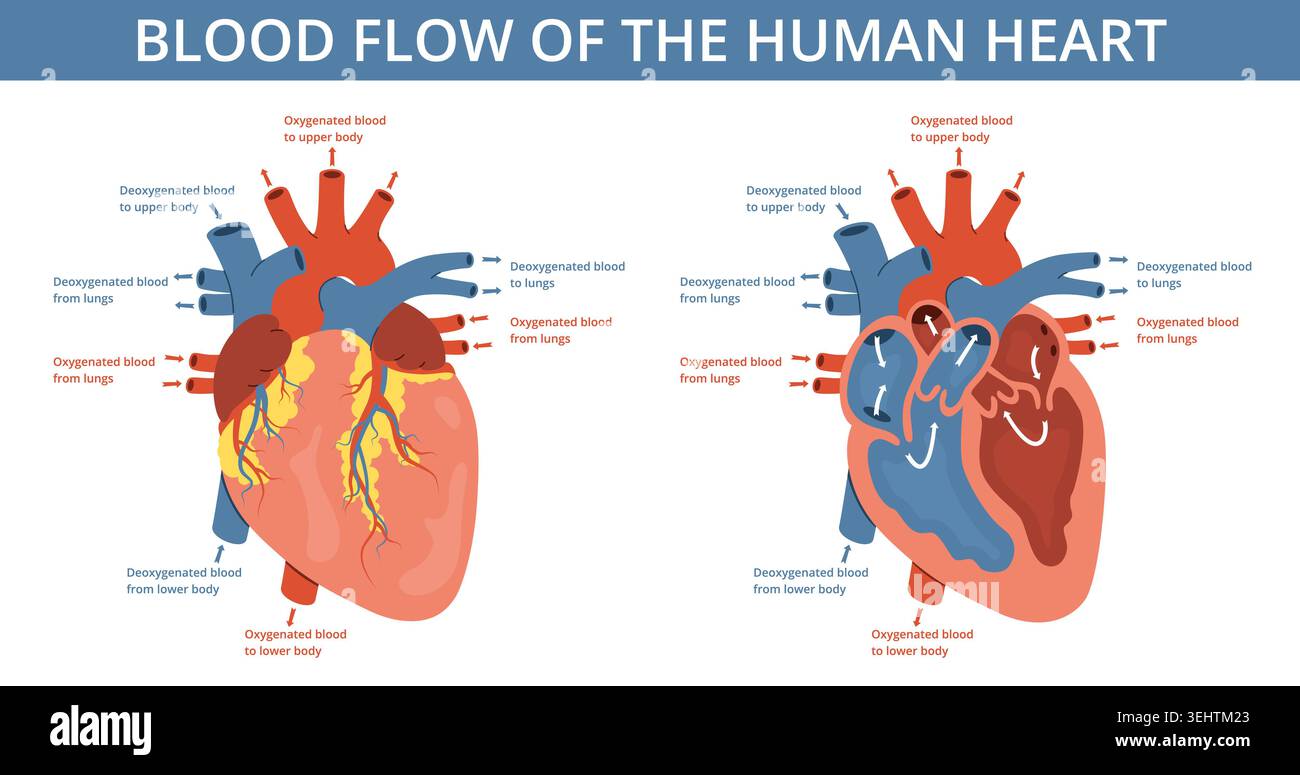 Heart blood flow. Human organ in section, cardiological medical scheme ...