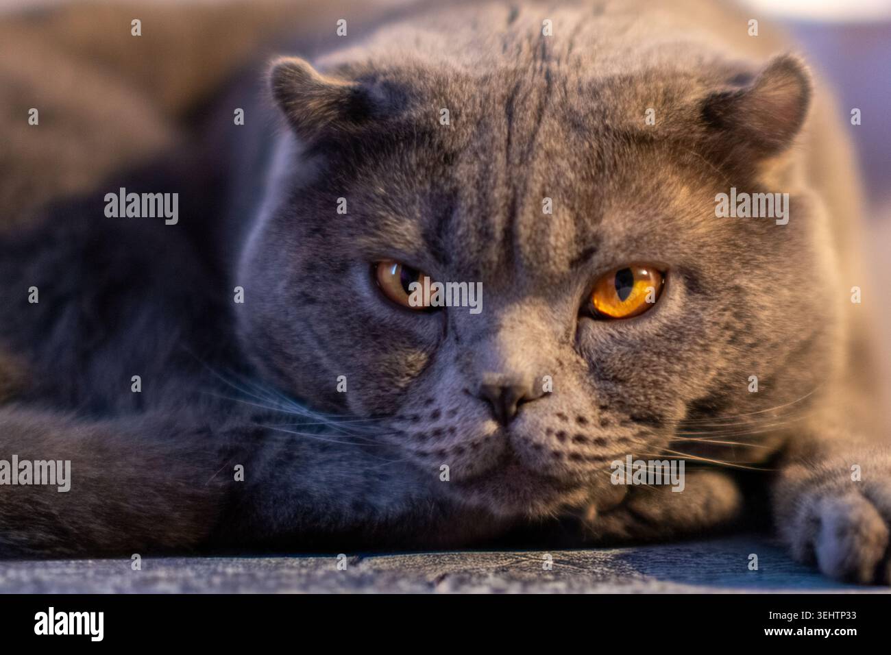 Beautiful fluffy grey Scottish Fold cat lying down looking ahead Stock Photo