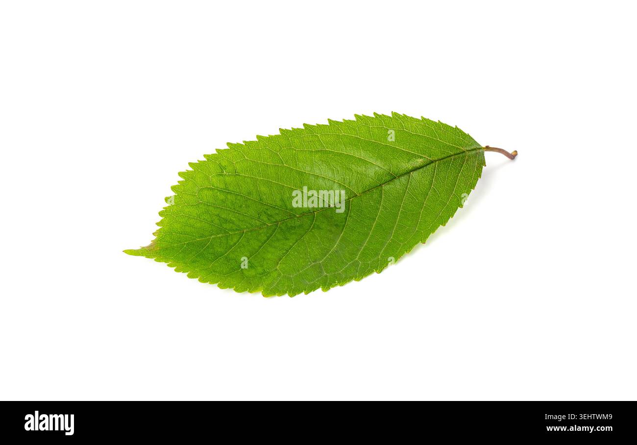 Cherry Leaf Isolated, Green Fruit Leaves, Cherry Tree Leaf on White Background Stock Photo