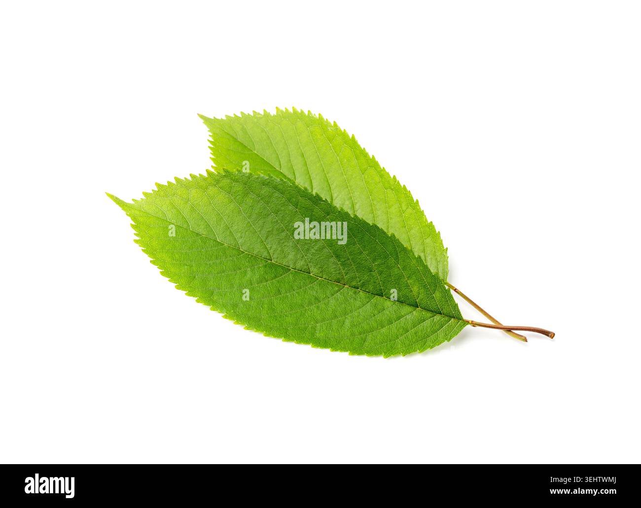 Cherry Leaf Isolated, Green Fruit Leaves, Cherry Tree Leaf on White Background Stock Photo