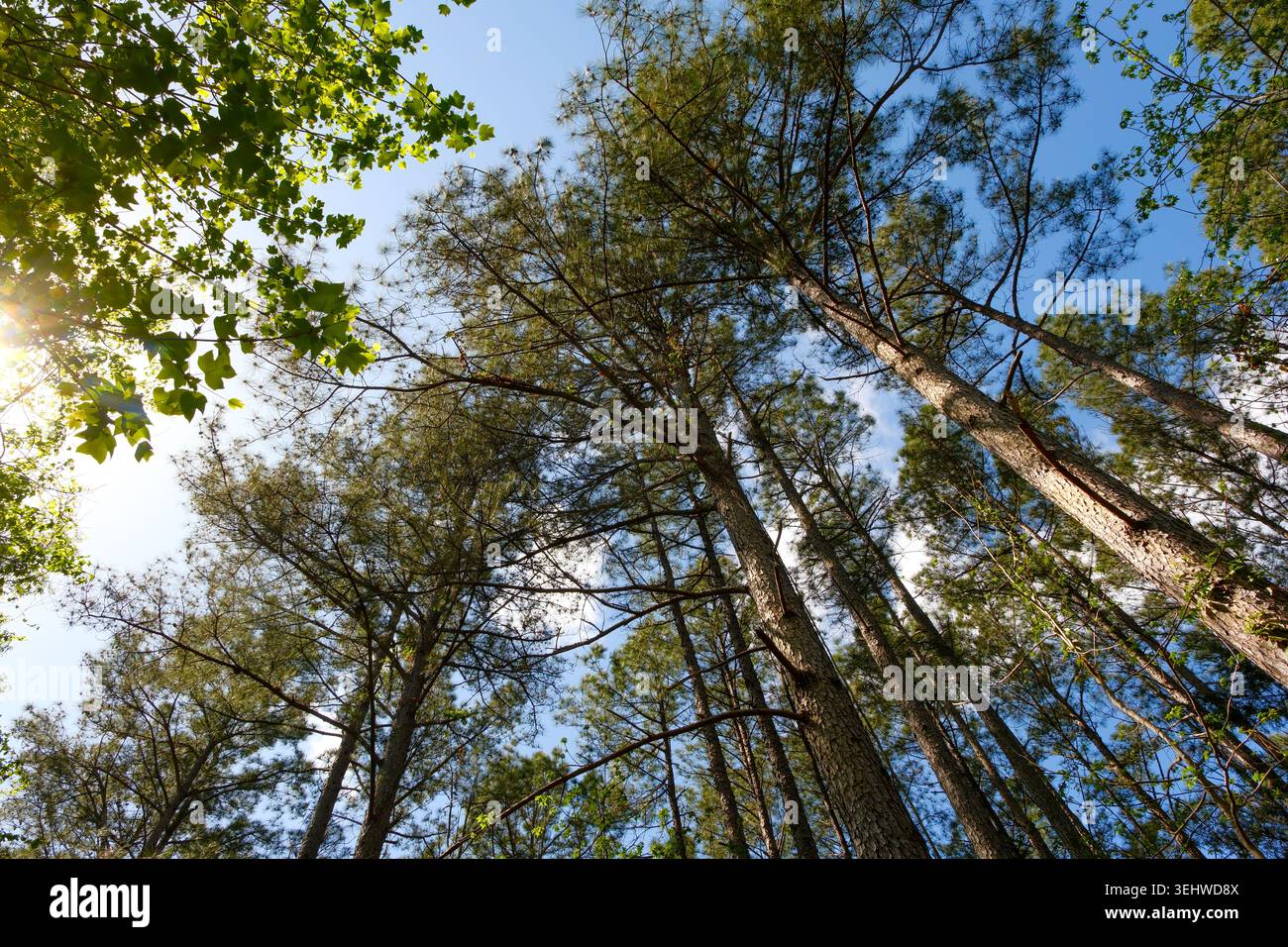 Looking up through tall pine trees Stock Photo