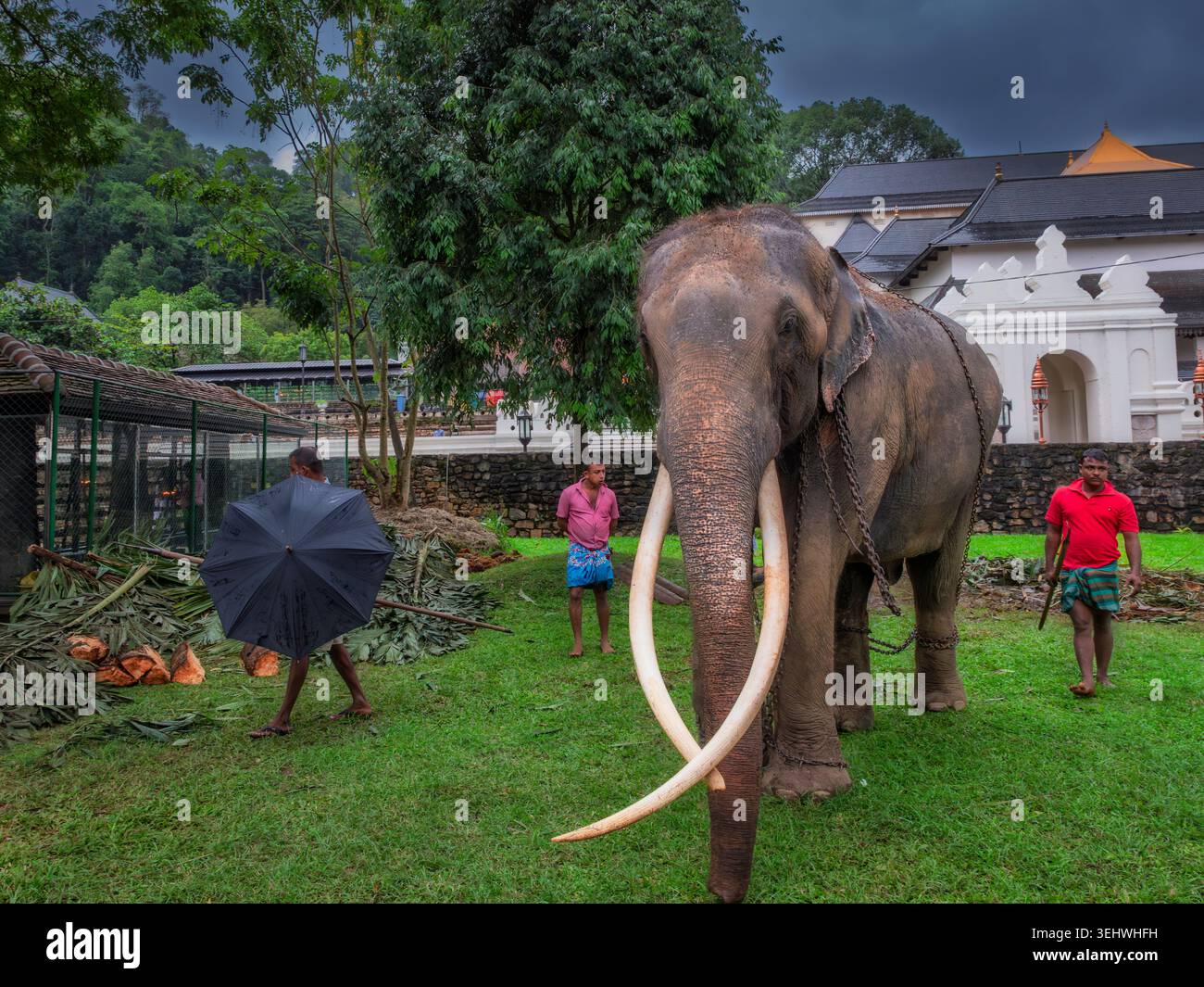 Kandy temple elephant sri lanka hi-res stock photography and images - Alamy