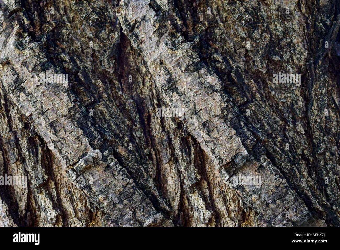 African Acacia tree bark texture Stock Photo
