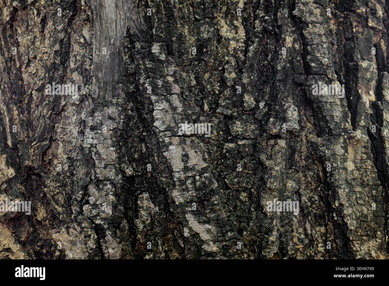 African Acacia tree bark texture Stock Photo