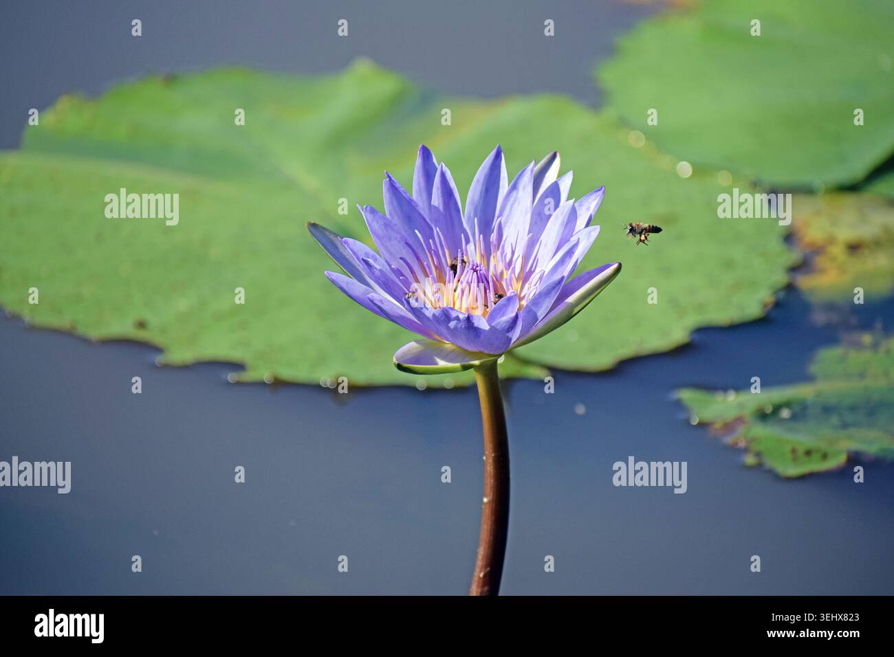 African pollinator hi-res stock photography and images - Alamy