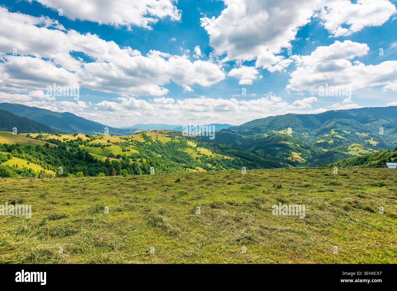 mountain landscape with grassy field. trees on the rolling hills and rural valley beneath a blue sky with clouds in the background. view of carpathian Stock Photo