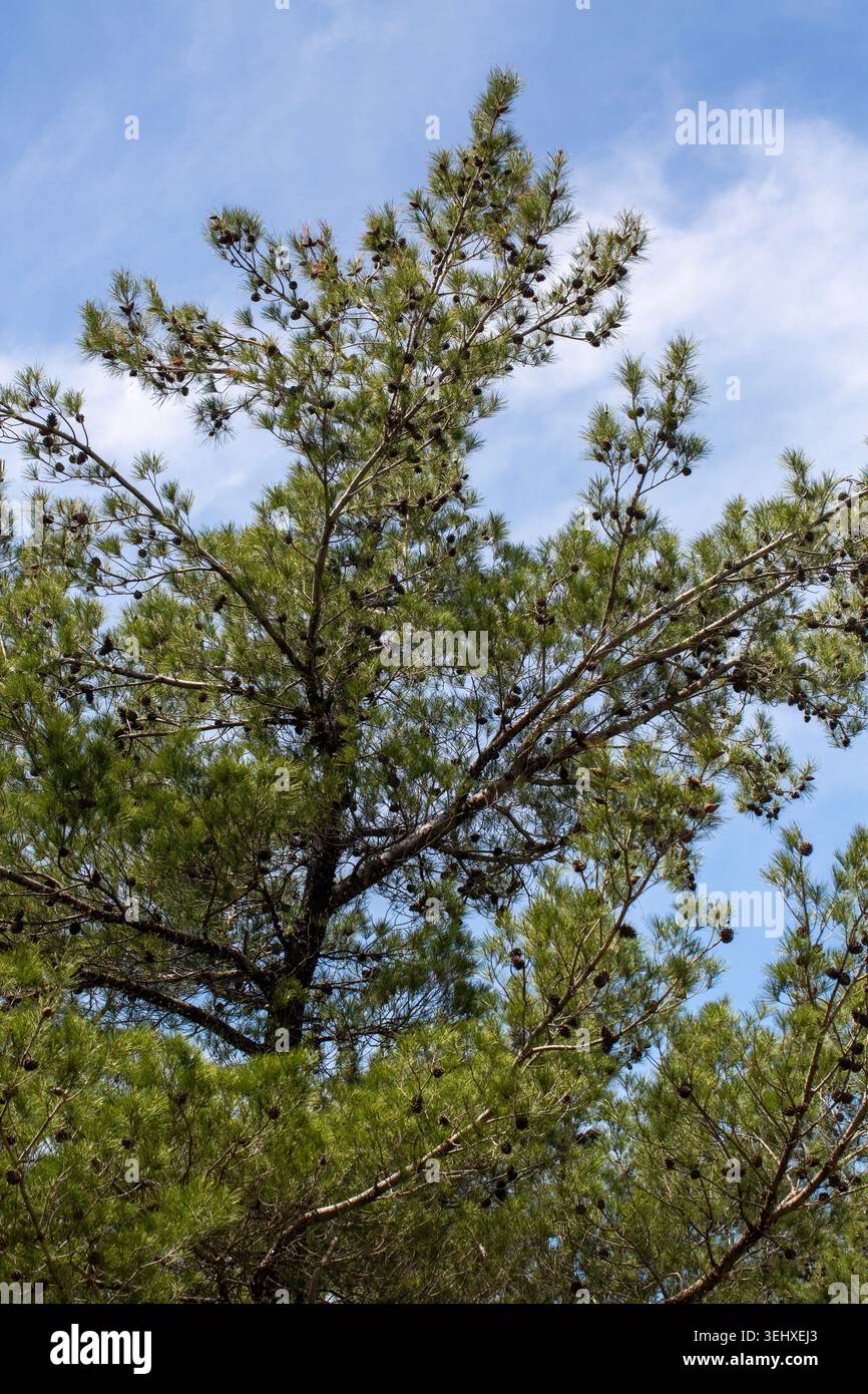 Green pine tree branches Pinus brutia with brown cones reaching towards the blue sky Stock Photo