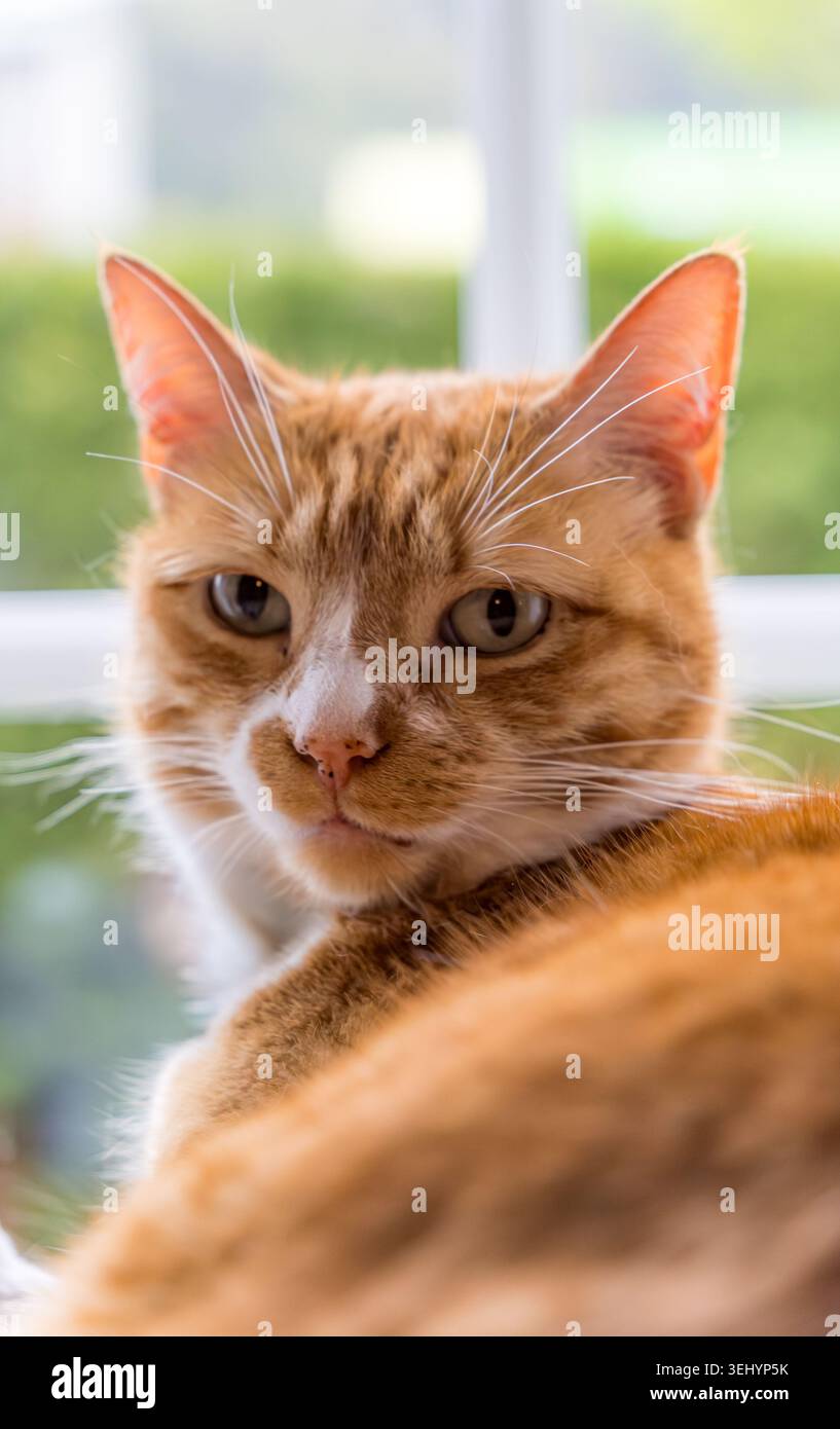 Orange cat looking at camera resting indoors Stock Photo