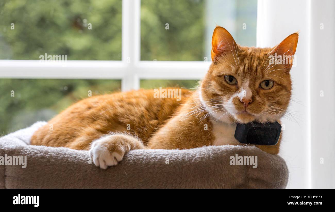 Orange cat relaxing in bed with GPS tracker Stock Photo