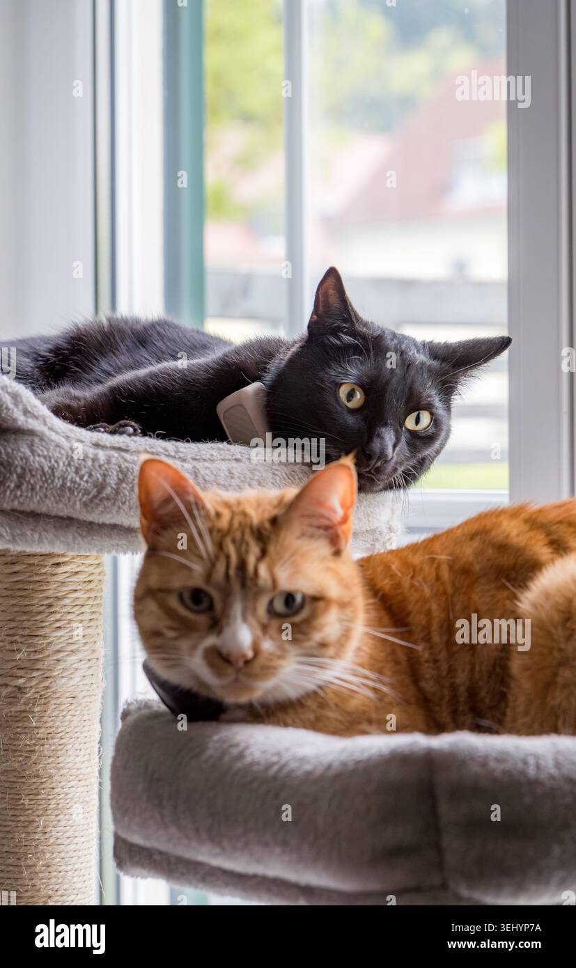 Black and ginger cats relaxing on comfortable cat tree Stock Photo