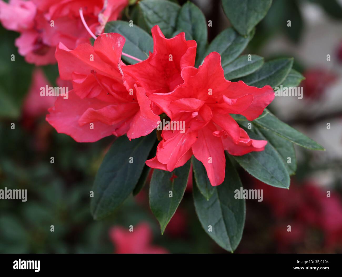 Indian Azalea, Red Azalea, Sims's Azalea or Indoor Azalea, Rhododendron ...