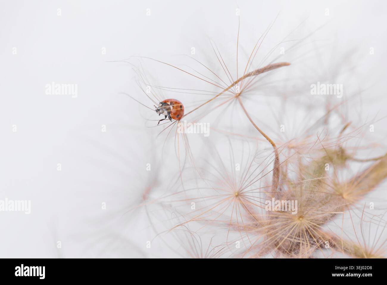 Ladybug on fluffy Dandelion on white background Stock Photo