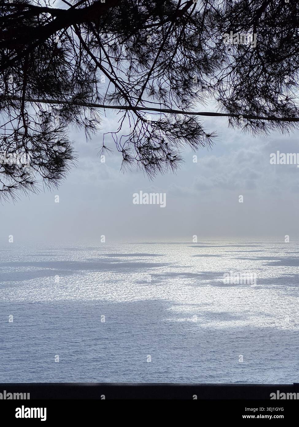 Serene ocean view framed by overhanging pine tree branches. The sunlight reflects on the water, creating a shimmering effect. The scene offers a Stock Photo