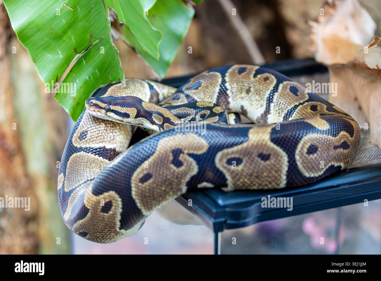 the closeup image of a Ball Python (Python regius).  It is a python species native to West and Central Africa, Stock Photo
