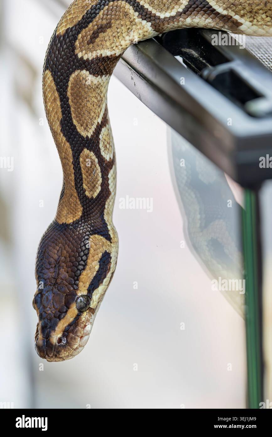 the closeup image of a Ball Python (Python regius).  It is a python species native to West and Central Africa, Stock Photo
