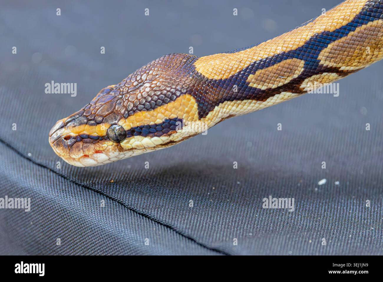 the closeup image of a Ball Python (Python regius).  It is a python species native to West and Central Africa, Stock Photo