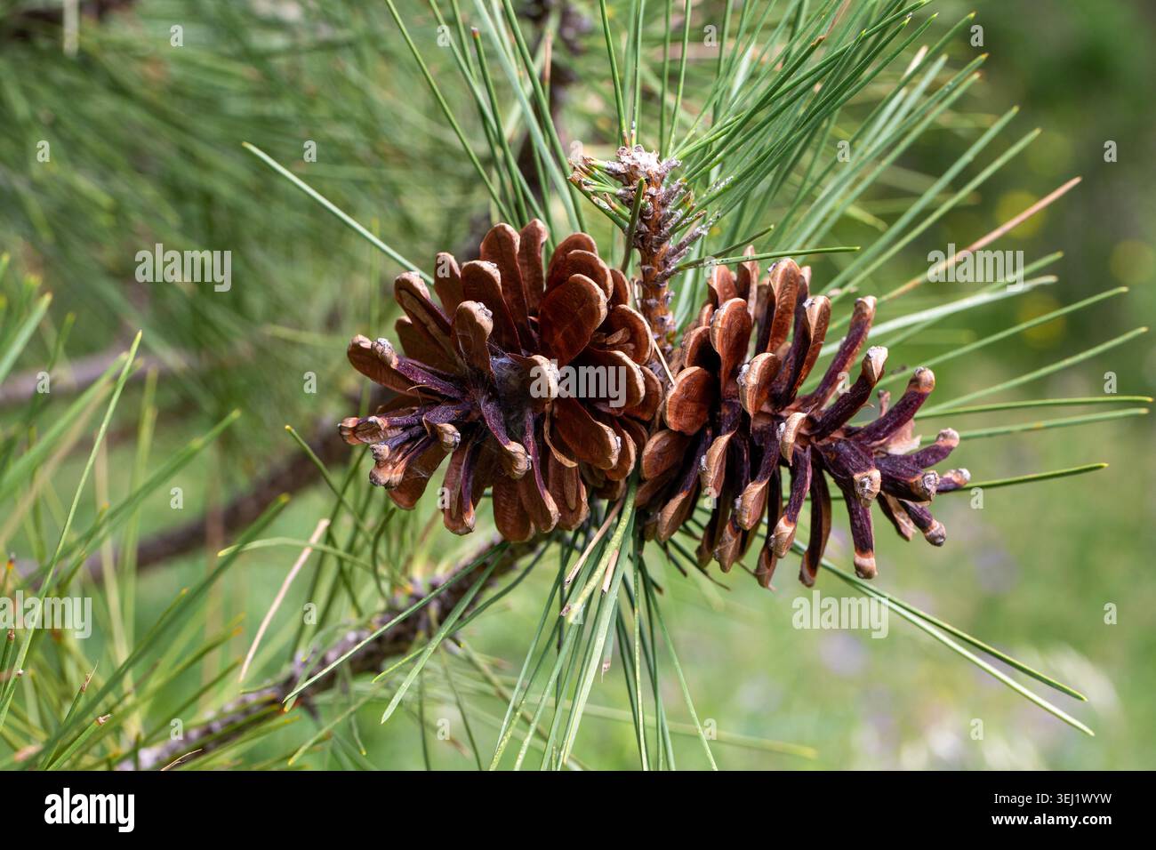 Macro of Two Mature Black Pine Conifer Cones on Pine Tree Branch Stock Photo