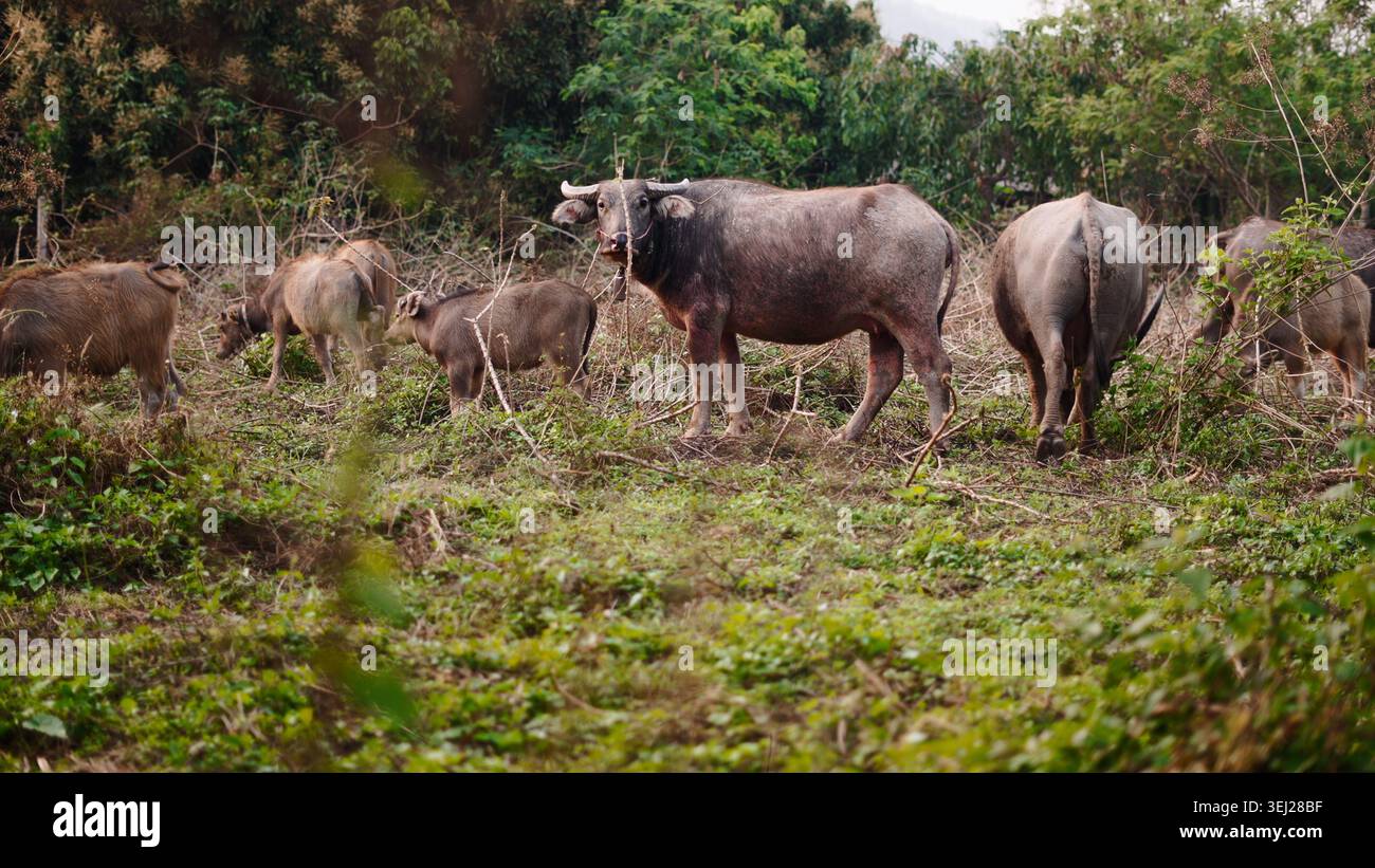 Powerful thai water buffalo hi-res stock photography and images - Alamy