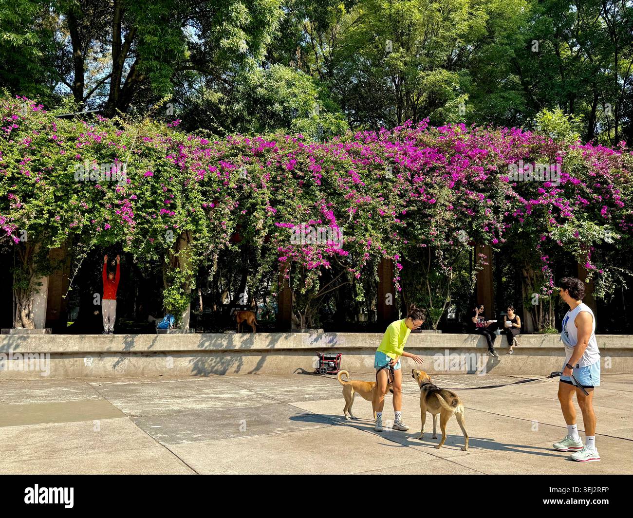 People walk dogs in Parque México, a popular green space in La Condesa, Mexico City, Mexico Stock Photo