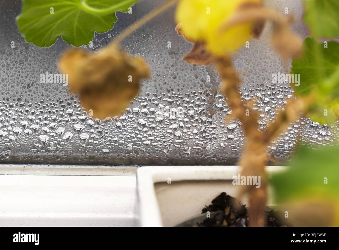 Condensation on window caused by poor home ventilation. Moisture problem and indoor humidity concept with blurred plant background. Stock Photo