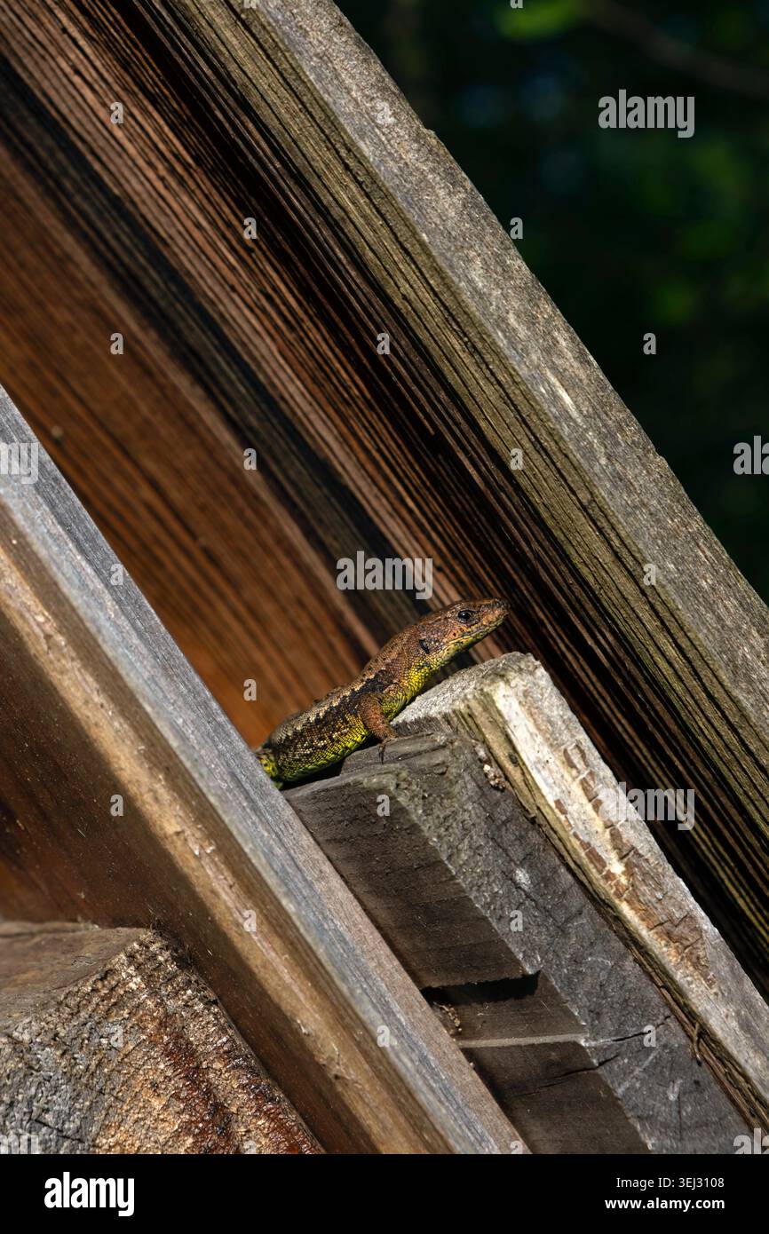 Small lizard resting on weathered wooden boards Stock Photo