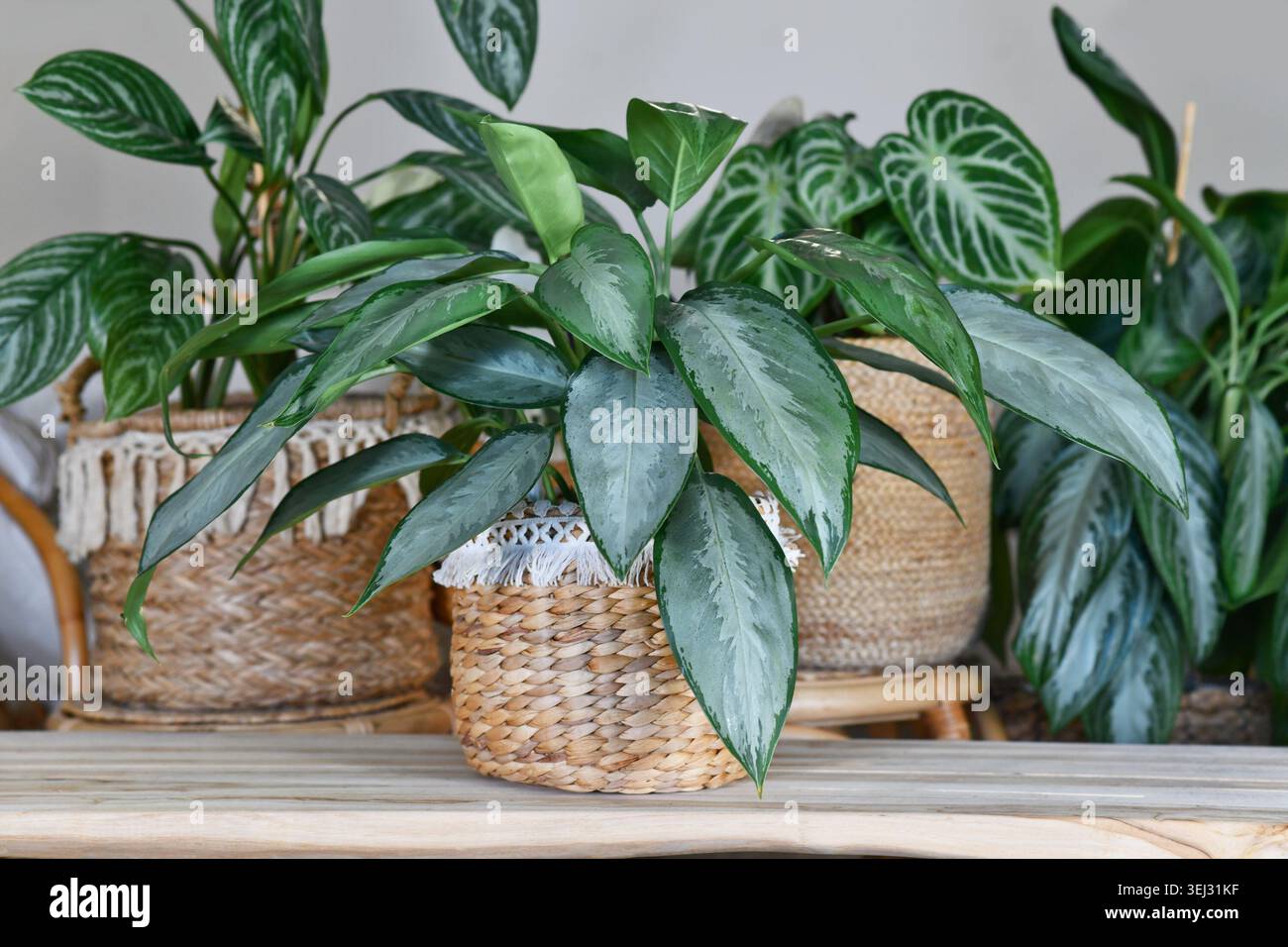 indoor planter rectangular TOSCANA PLANTER: Rectangular Tuscan Jardiniere - Strong Terracotta ind
