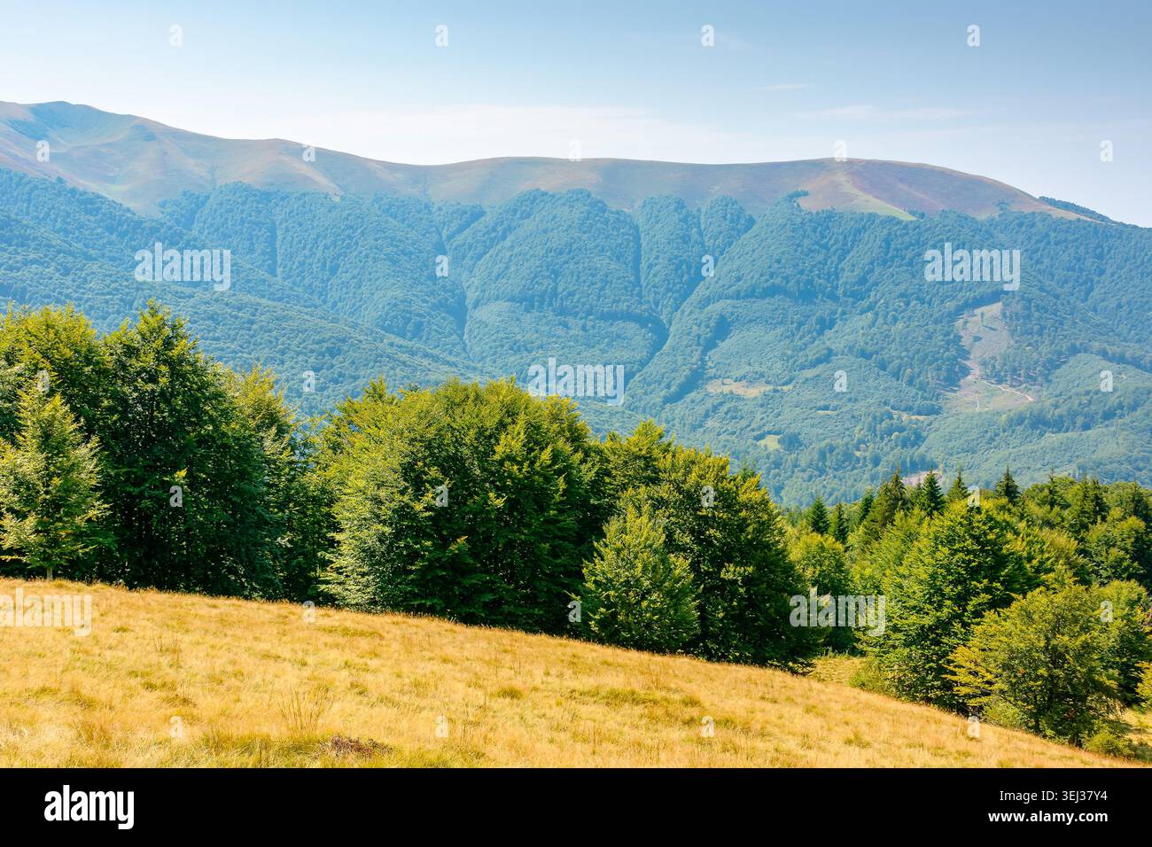 mountainous landscape of ukraine in summer. picturesque highland woods. grassy meadow on a sunny day. view of carpathian mountains countryside with de Stock Photo
