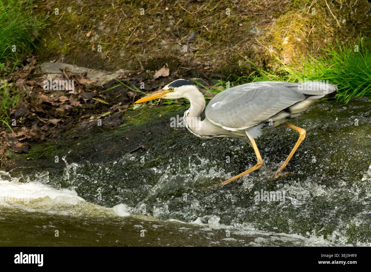 Grey Heron Hunting in a stream Stock Photo
