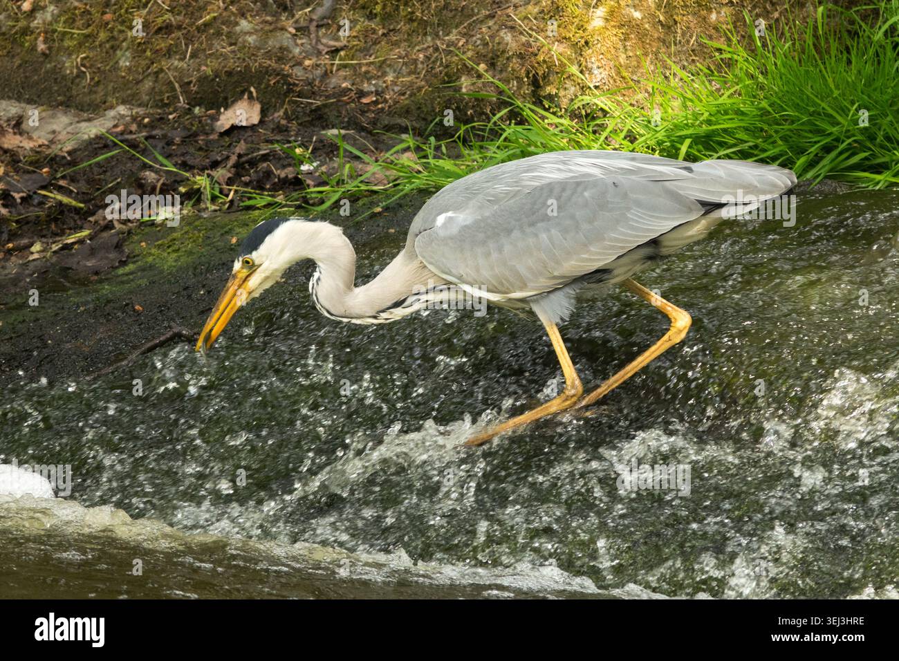 Ardea cinerea Hunting in water Stock Photo