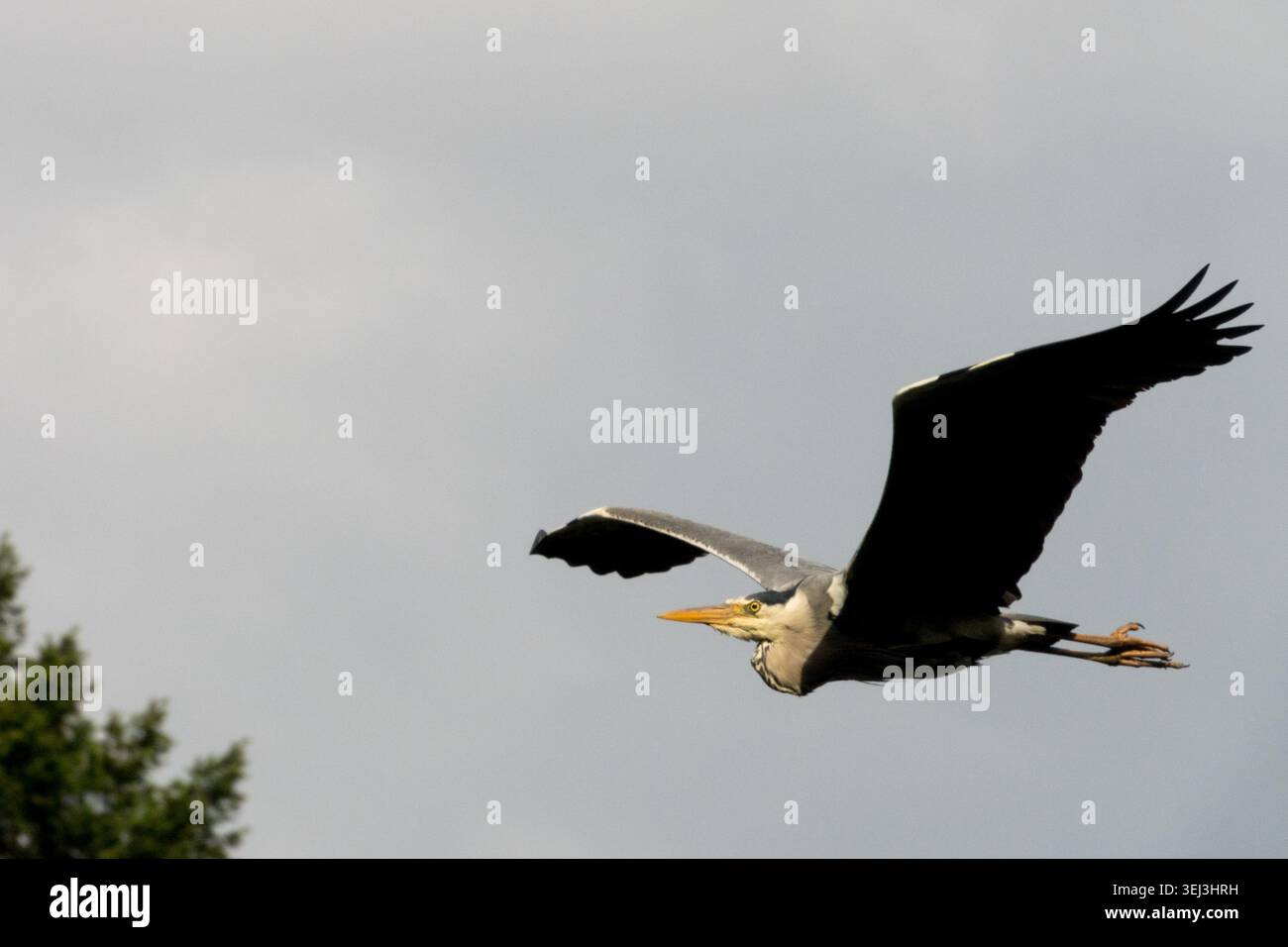 Grey Heron Flying Stock Photo