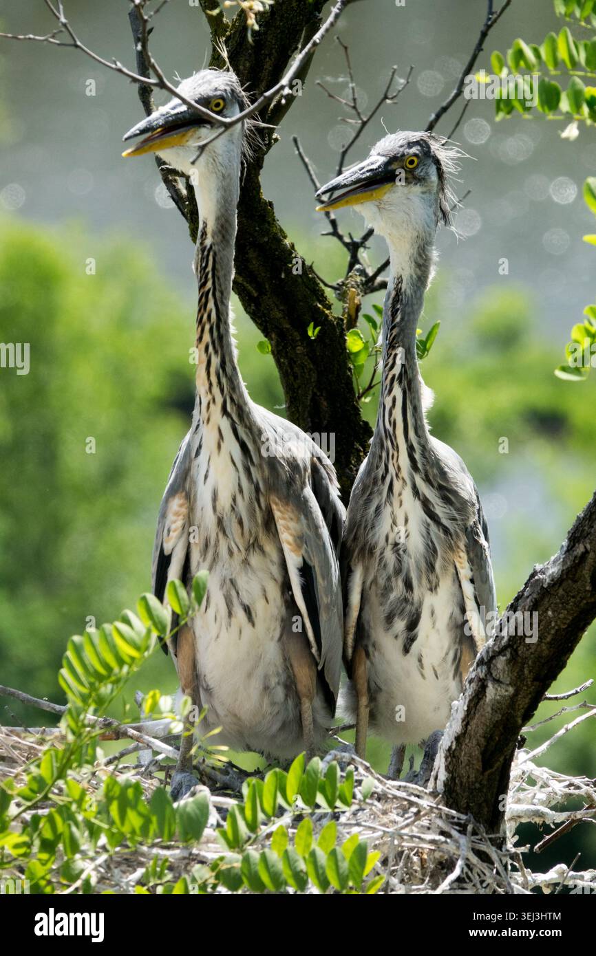 Two Ardea cinerea Chicks on tree nest Stock Photo