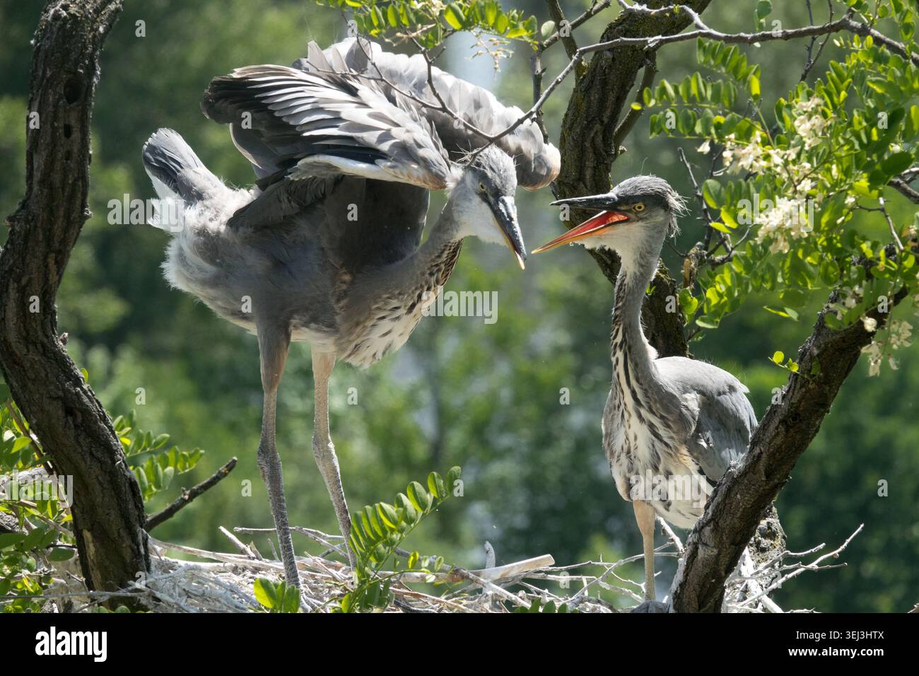 Grey Heron Chicks on nest Stock Photo