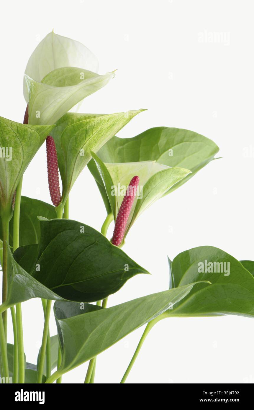 Closeup of anthedesia anthurium with white, green and red flowers in white  flowerpot on white background Stock Photo - Alamy