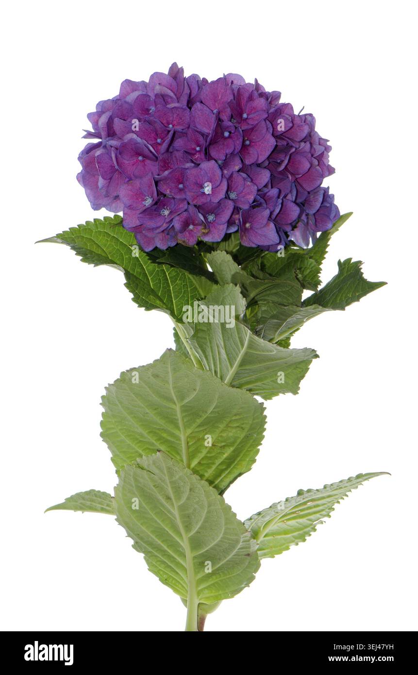 Lacecap Hydrangea (macrophylla normalis) isolated on white background Stock Photo