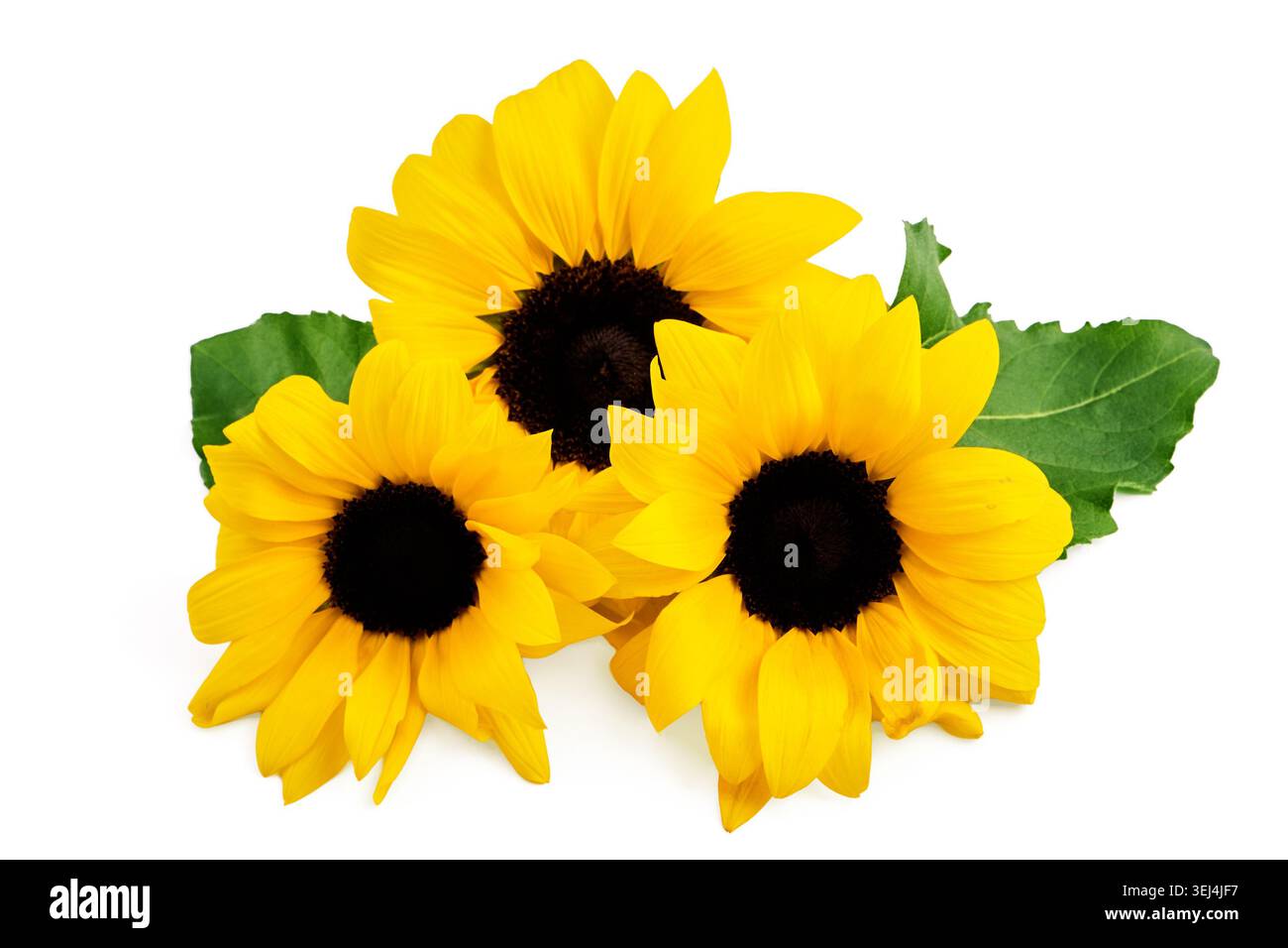 Sunflowers with green leaf on white background Stock Photo