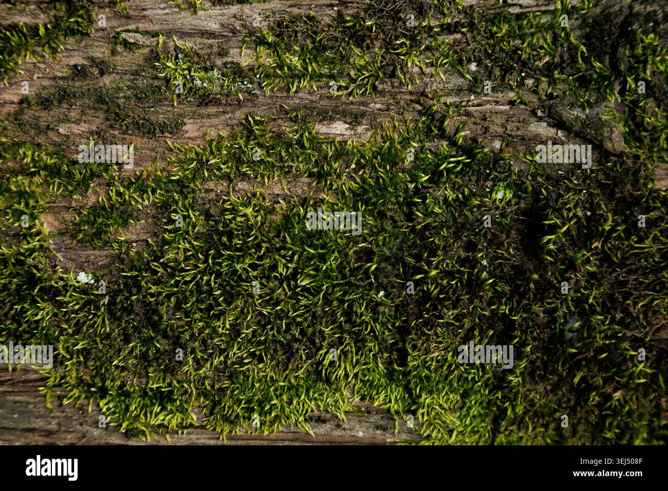 Vibrant Green Moss Growing on Tree Bark Stock Photo