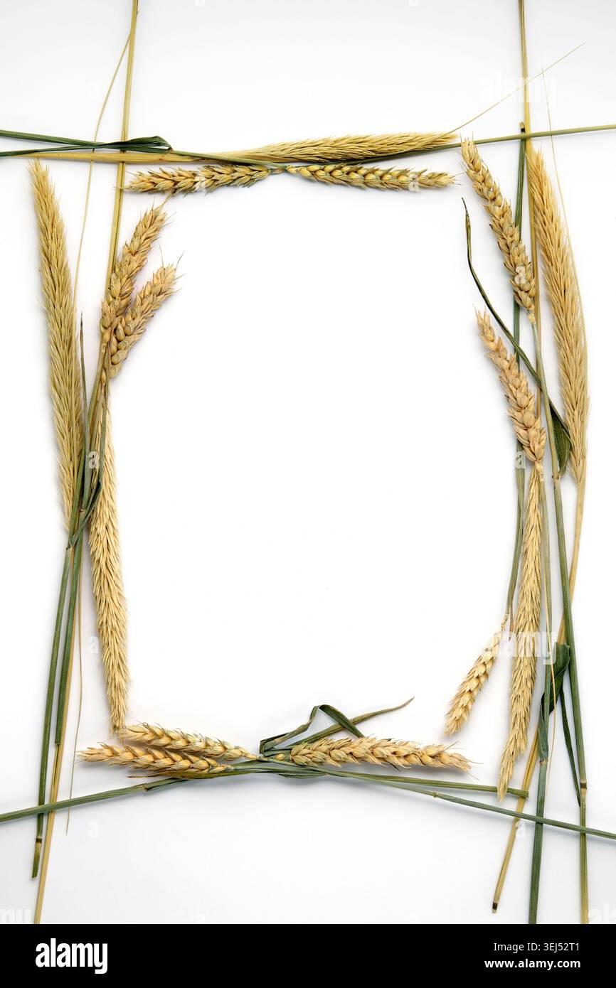 Decorative frame of dry ears of wheat on a white background. Template for text Stock Photo