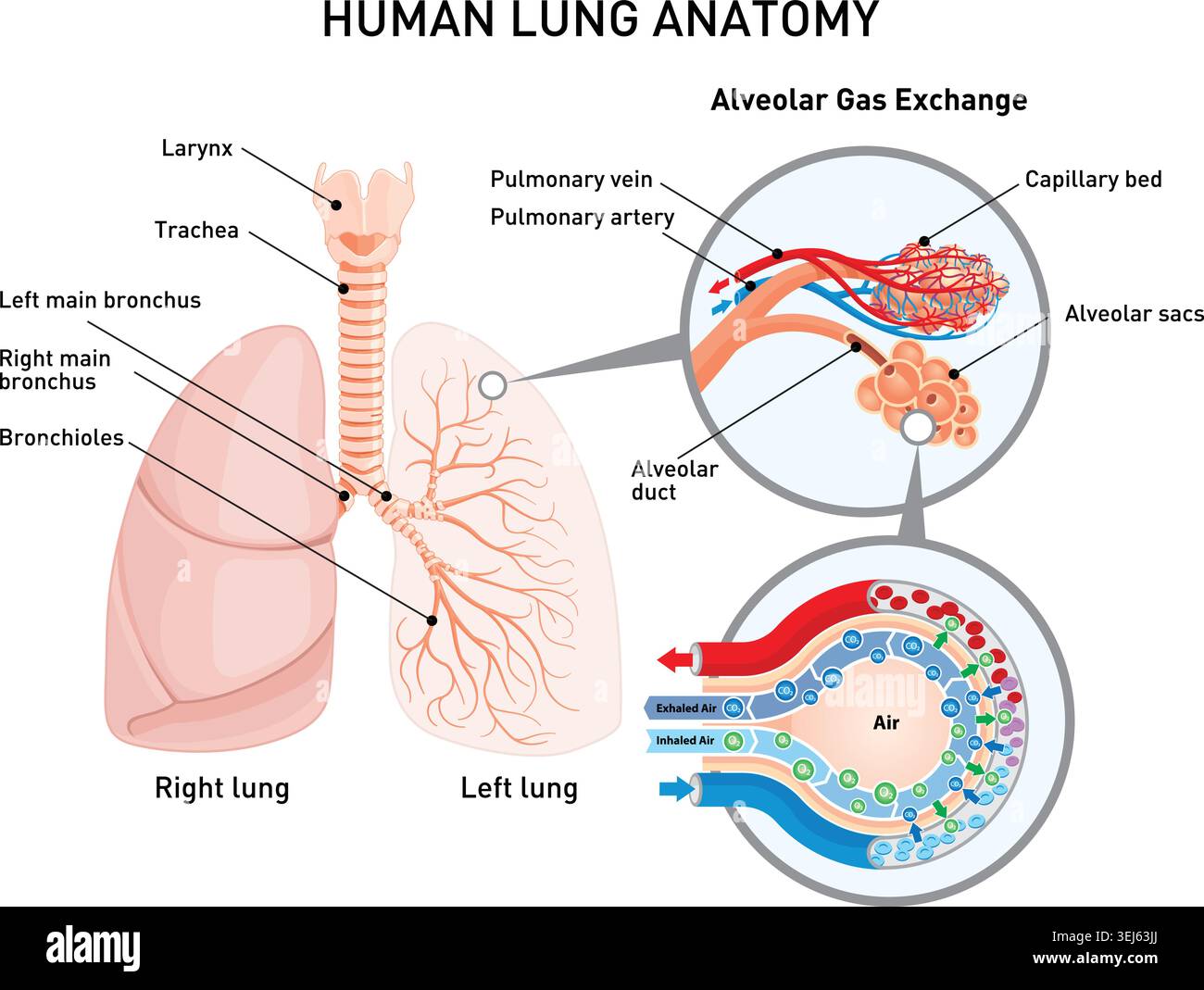 Human lung anatomy vector illustration showing trachea, bronchi ...