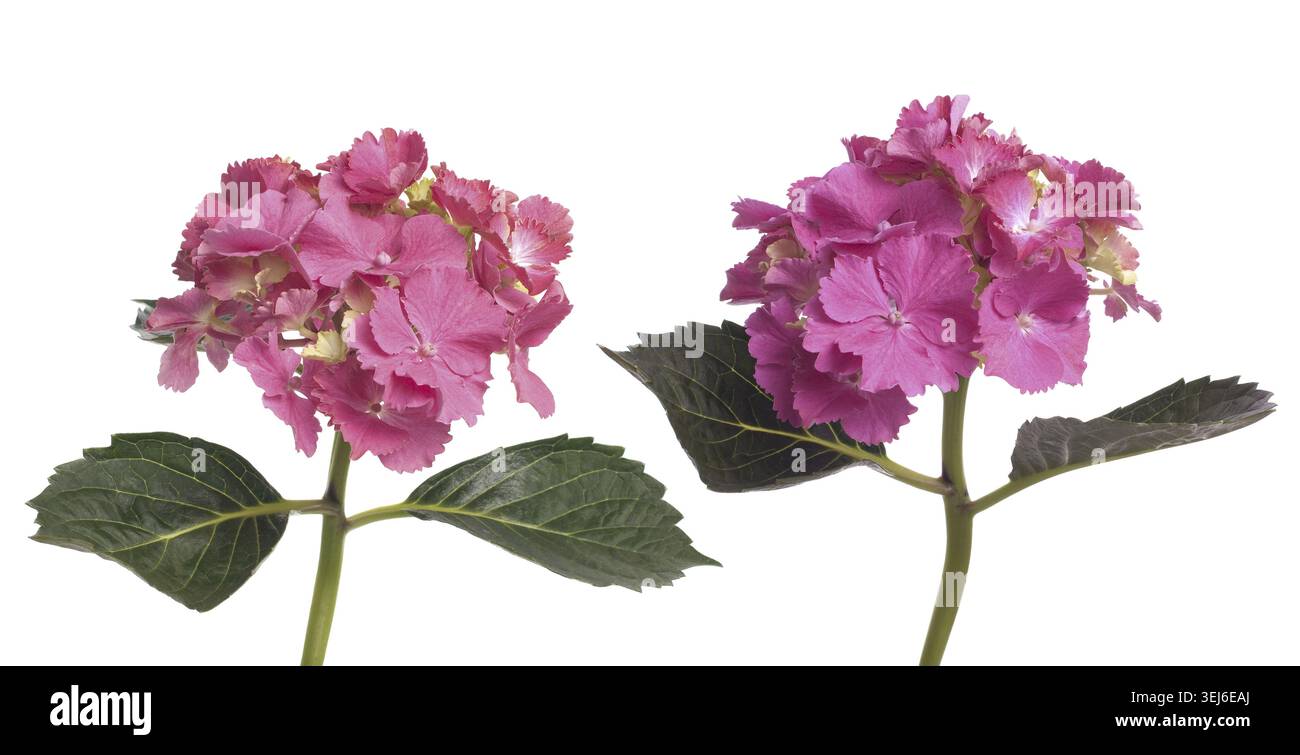 Lacecap Hydrangea (macrophylla normalis) isolated on white background Stock Photo