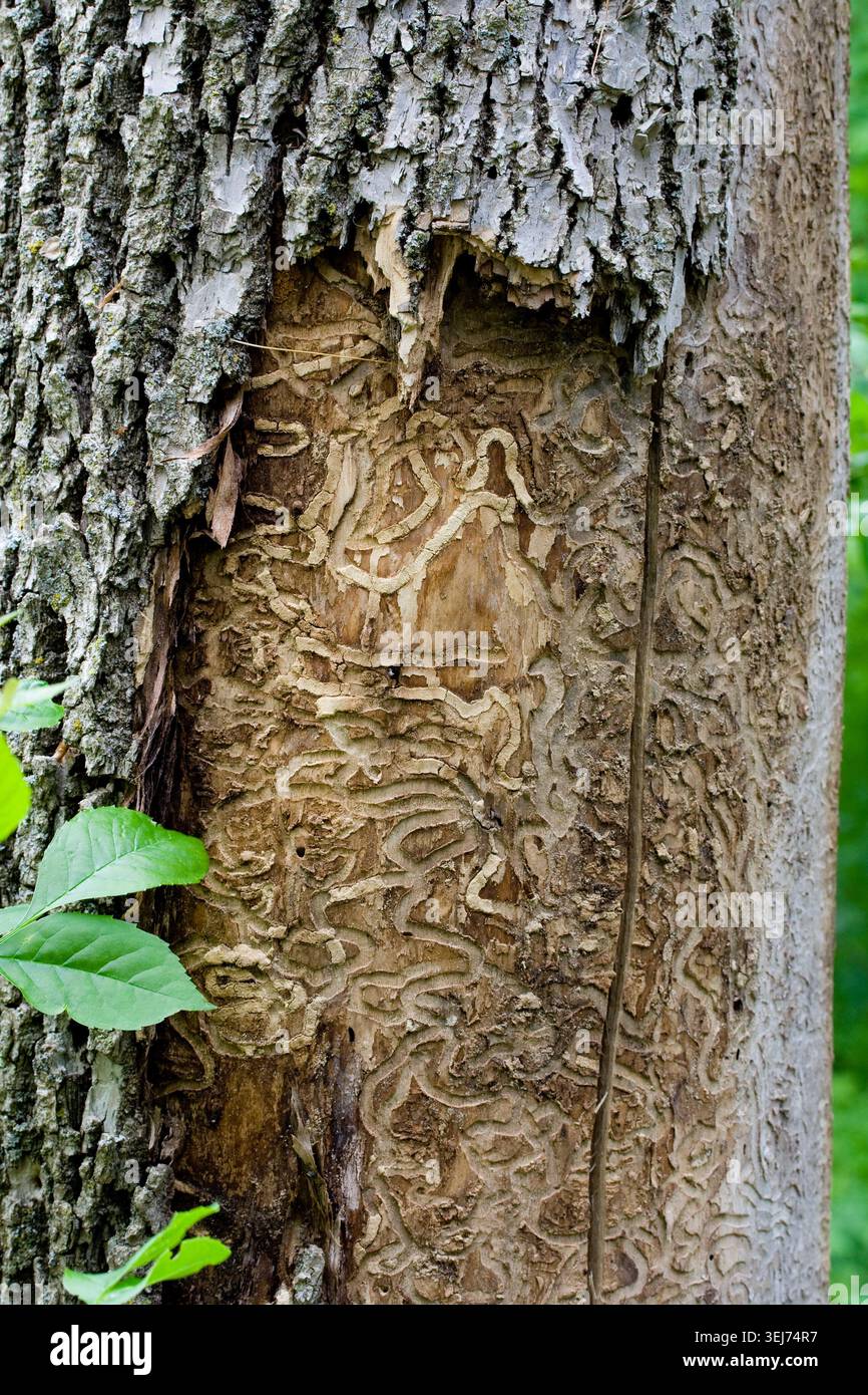 Emerald Ash Borer Beetle. Tracks beneath bark of Ash tree. Invasive ...