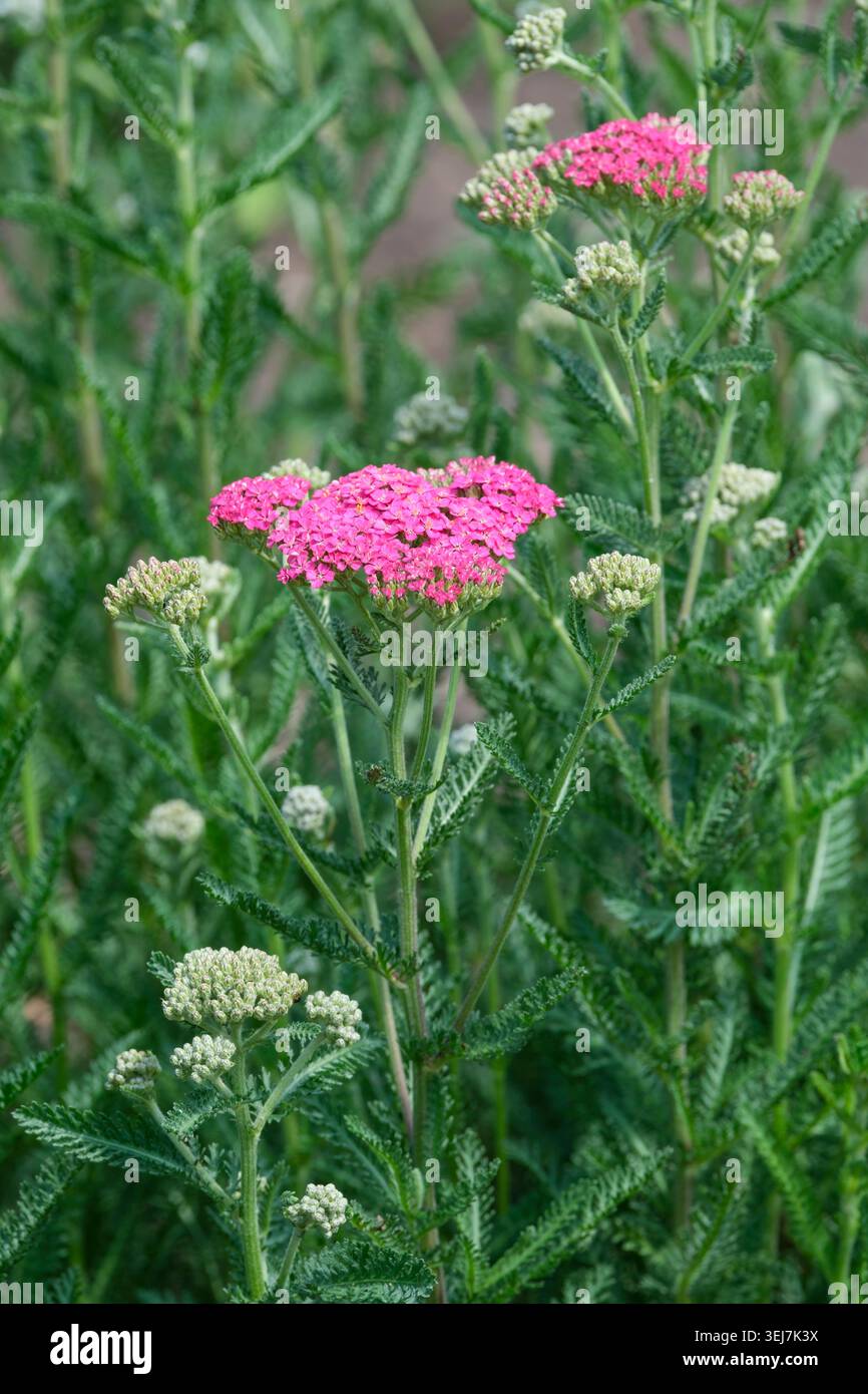 Achillea millefolium Sassy Summer Taffy, yarrow Sassy Summer Taffy, upright, branching stems topped flat clusters of pink flowerheads Stock Photo
