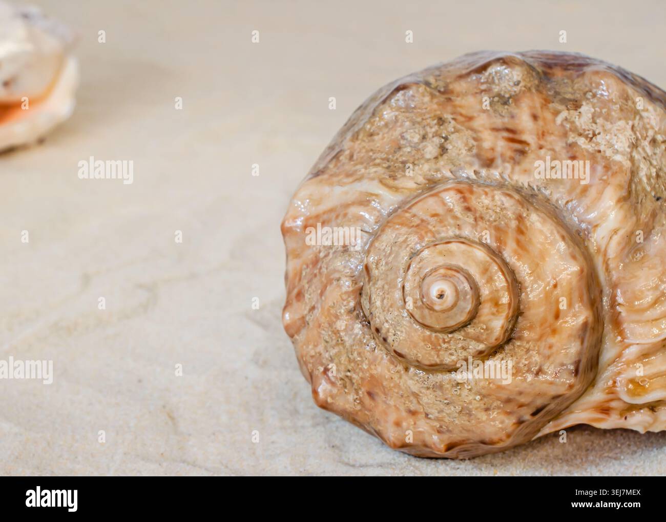 Large spiral seashell on sandy beach texture background, horizontal orientation Stock Photo