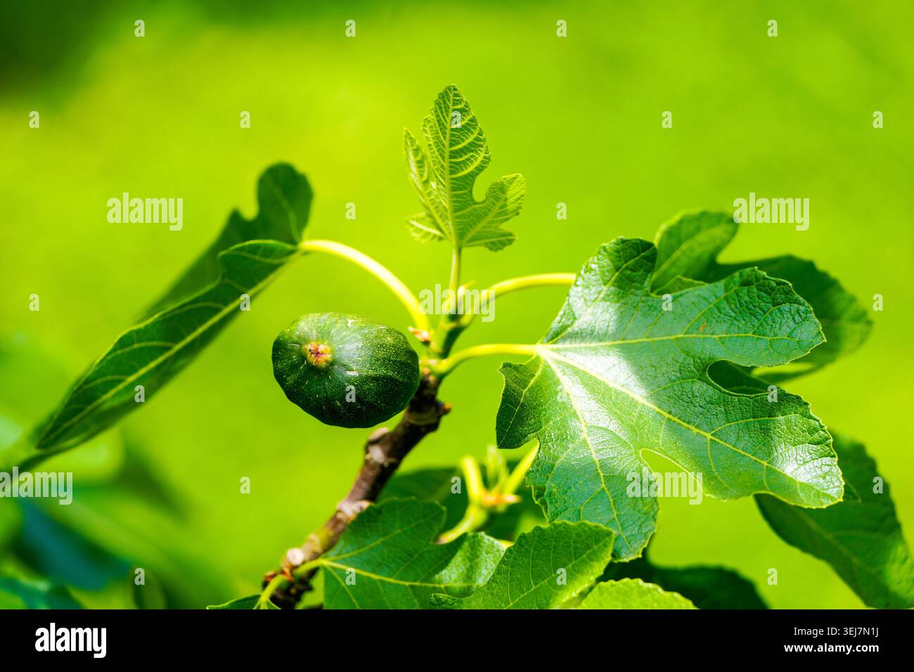 Green fig close-up. Unripe fruit hanging on the tree. Stock Photo