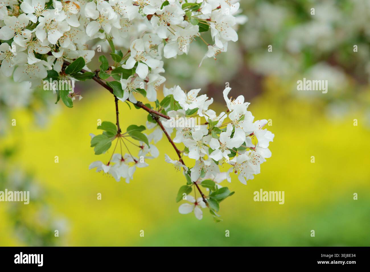 Malus toringo crab apple tree in blossom in spring. Malus sieboldii, European crab apple tree. UK Stock Photo