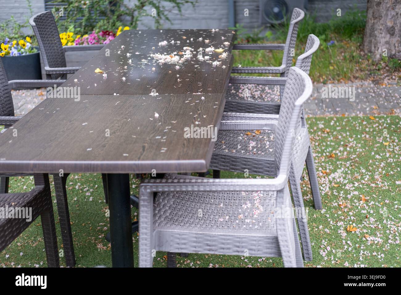 Dark brown outdoor table and grey chairs are covered in fallen flower petals on artificial green grass. Stock Photo